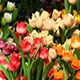 Flower Market, Amsterdam