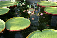 Water lilies at the Hortus Botanicus in Amsterdam