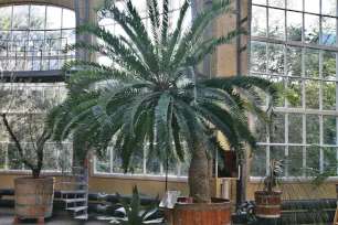 Eastern Cape cycad at the hortus in Amsterdam