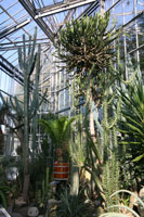 Desert climate zone at the Hortus Botanicus in Amsterdam, Netherlands