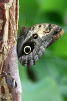 Giant Butterfly in the butterflyhouse at the Hortus Botanicus, Amsterdam