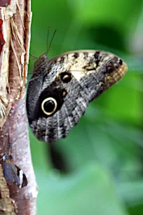 Giant Butterfly in the butterflyhouse at the Hortus Botanicus, Amsterdam