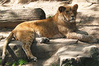 Indian Lion, Antwerp Zoo
