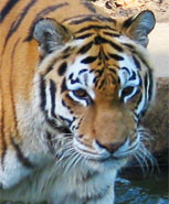 Antwerp Zoo