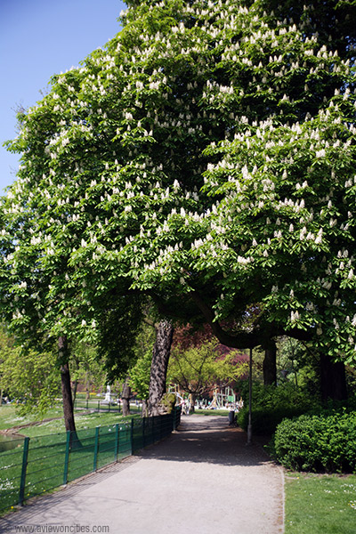 Tree in Stadspark, Antwerp