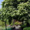 Tree in Stadspark