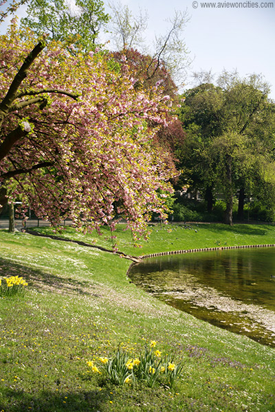 Stadspark in bloom