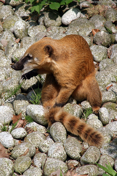 Coati, Zoo