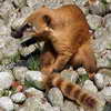 Coati, Zoo
