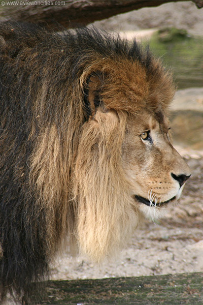Lion close-up, Antwerp