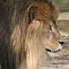 Lion close-up
