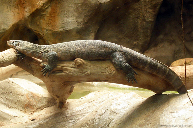 Zoo