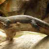 Zoo