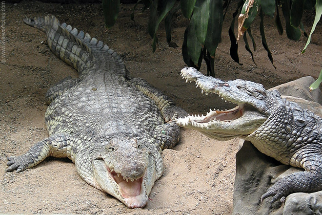 Crocodile, Zoo