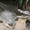 Crocodile, Zoo