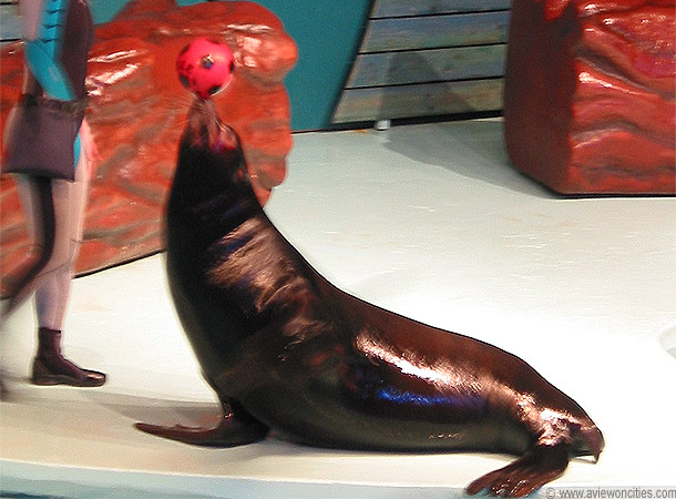 Californian Sea Lion, Zoo