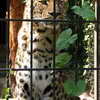 Jaguar, Zoo