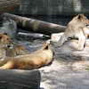 Zoo