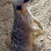 Meerkat, Zoo