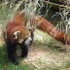 Red Panda, Zoo