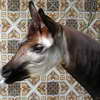 Okapi close-up, Zoo