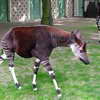 Okapi, Zoo