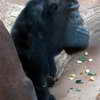 Zoo