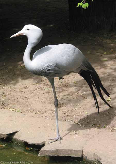 Zoo