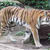 Tiger, Zoo
