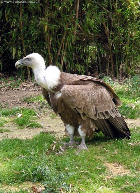 Vulture, Zoo