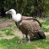 Vulture, Zoo
