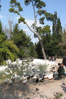 Eendenvijver, Nationaal Park, Athene