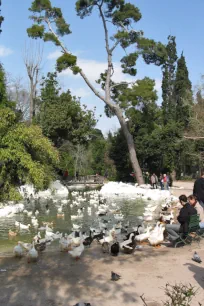 Duck Pond, National Garden, Athens