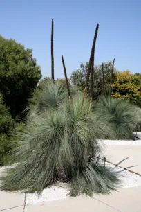 Xanthorrhoea, Botanical Garden of Barcelona