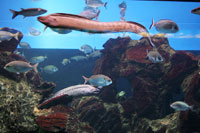 Mittelmeer, Barcelona Aquarium