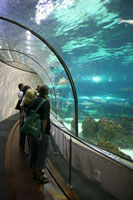 Unterwassertunnel, Aquarium Barcelonas