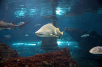 Ozeanarium