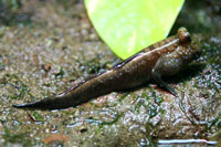 Schlammspringern, Planeta Aqua, Aquarium de Barcelona
