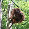 Orangutan, Berlin Zoo