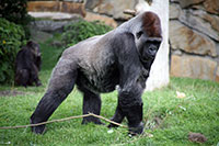 Gorilla, Berlin Zoo