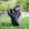 Gorilla - Berlin Zoo