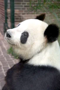 Giant Panda, Berlin Zoo