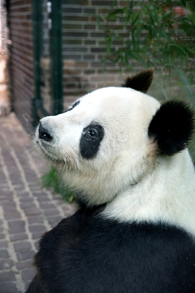 Panda, Berlin Zoo