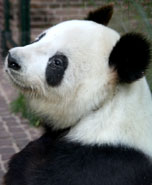 Berlin Zoo