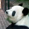 Panda, Berlin Zoo