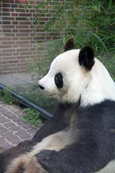 Panda, Berlin Zoo