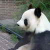 Panda, Berlin Zoo