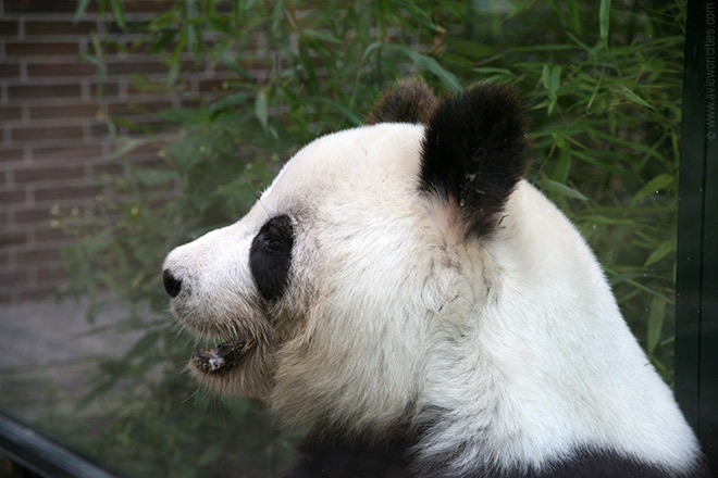 Panda, Berlin Zoo