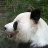 Panda, Berlin Zoo