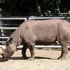 Rhino, Berlin Zoo